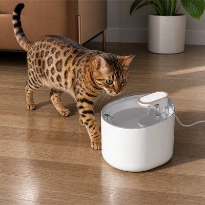 chat bengal découvre sa fontaine eau blanche