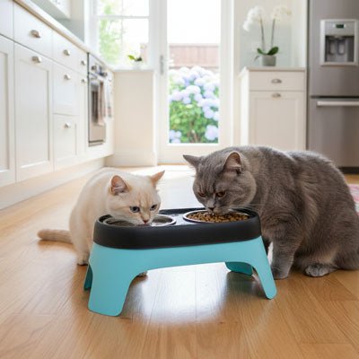 chat blanc chat gris mangent
