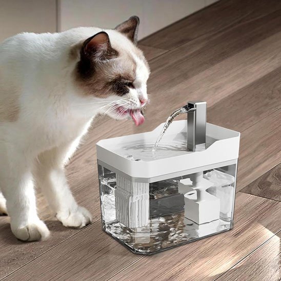 chat crème boit dans fontaine blanche