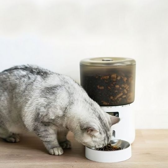 chat mange croquettes dans distributeur automatique croquettes blanc