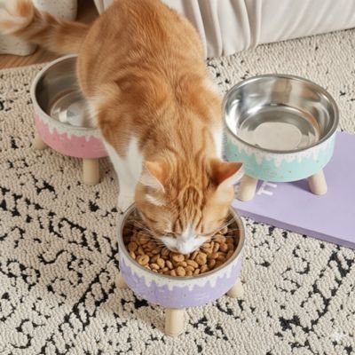 chat roux mange dans gamelle surélevée violet