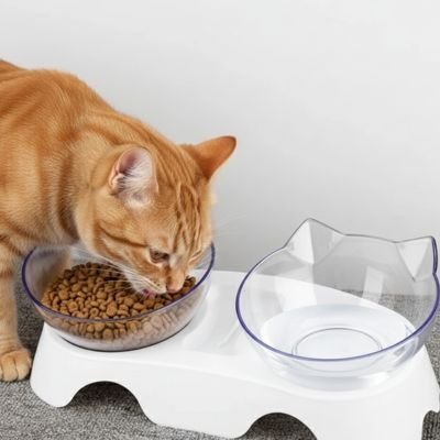 chat roux mange dans gamelle surélevée