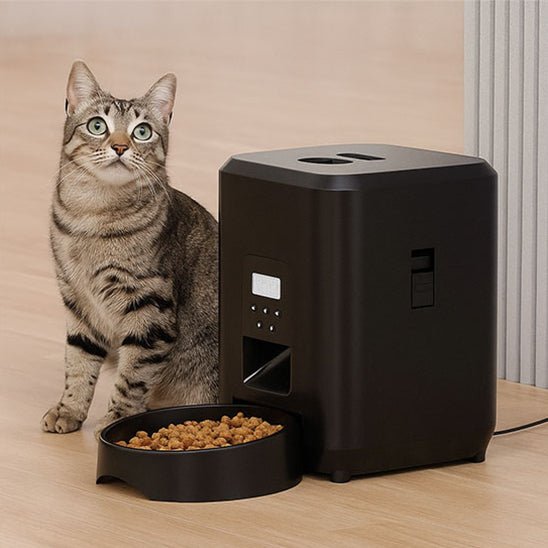 chat tigre assis distributeur automatique croquettes chat video noir