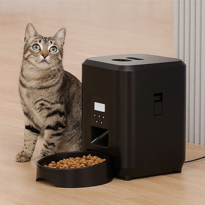 chat tigre assis distributeur automatique croquettes chat video noir