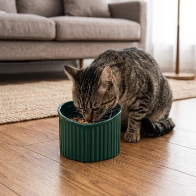 chat tigre mange