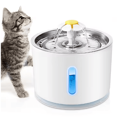 fontaine à eau pour chat chaton