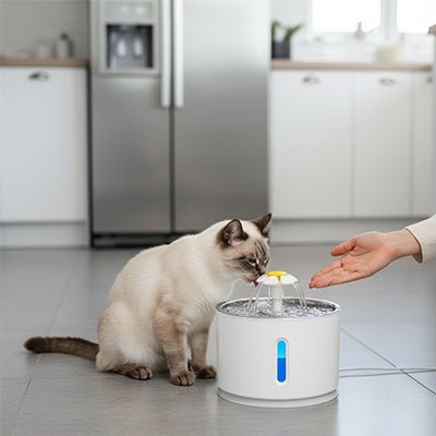fontaine à eau pour chat siamois