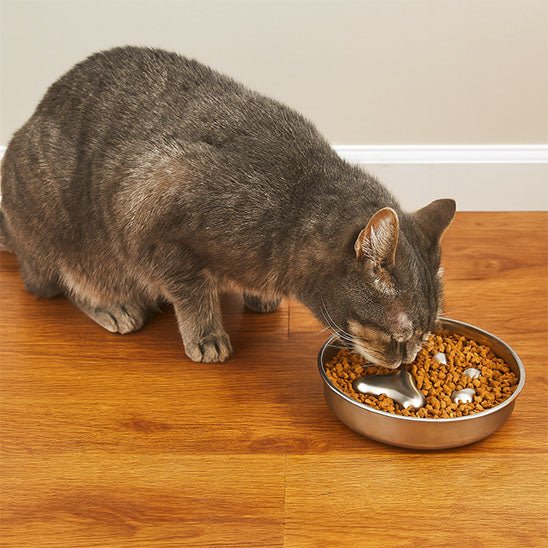 gamelle chat anti glouton chat gris tigre mange
